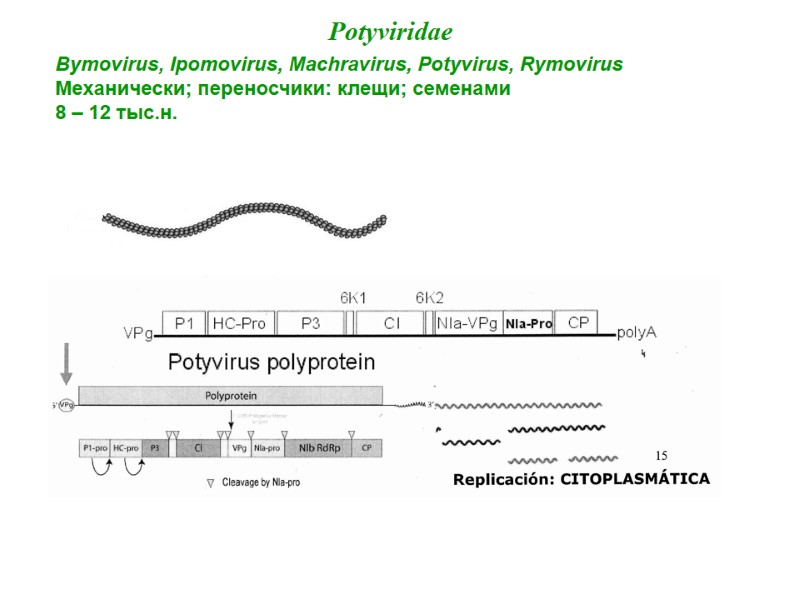 Potyviridae Bymovirus, Ipomovirus, Machravirus, Potyvirus, Rymovirus Механически; переносчики: клещи; семенами 8 – 12 тыс.н.